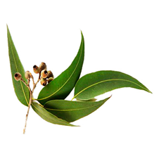 Eucalyptus-oil-exporter-wholesale-tamilnadu-karnataka-andhra-kerala-india