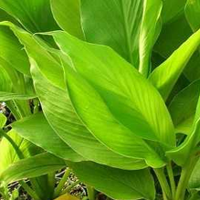 Turmeric-leaf-oil-exporter-wholesale-tamilnadu-karnataka-andhra-kerala-india
